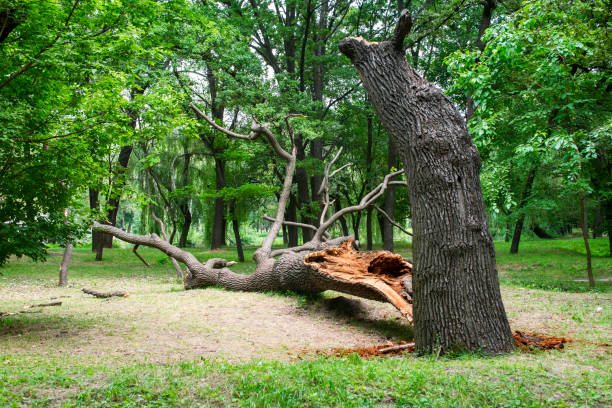 Best Seasonal Cleanup (Spring/Fall)  in USA